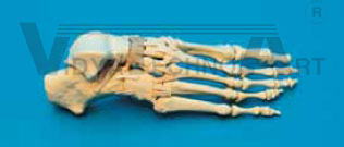 Foot single bones